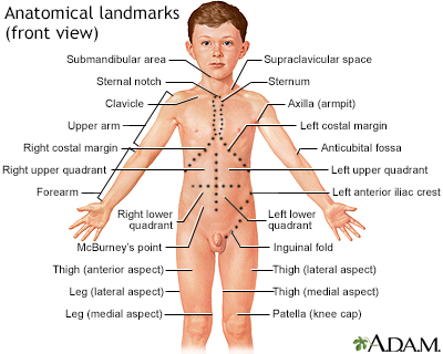 Anatomical landmarks, front view
