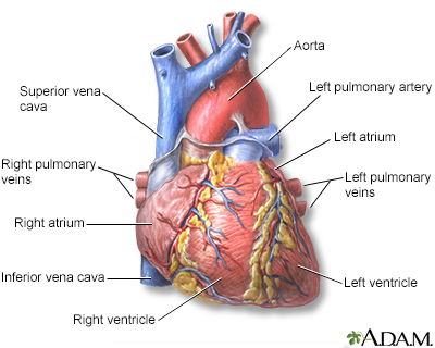 Simple+heart+diagram+labeled