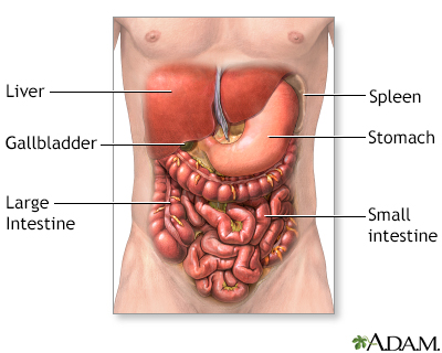 Normal anatomy