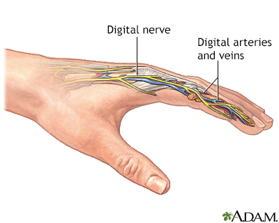 Normal anatomy