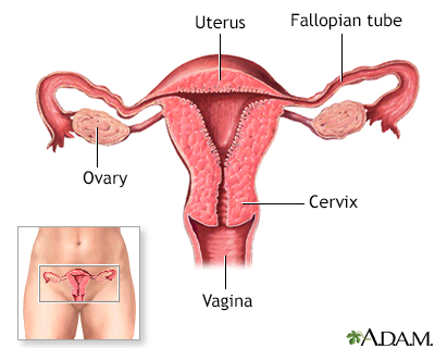 Female normal anatomy