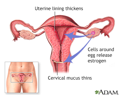 Release of estrogen