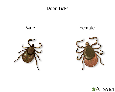 Deer ticks