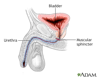 Inflatable artificial sphincter - series - Normal anatomy