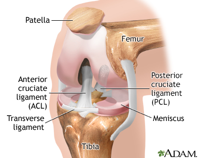 Normal anatomy