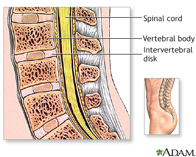 Normal anatomy