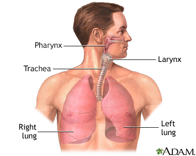 Normal anatomy