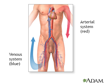 Normal anatomy