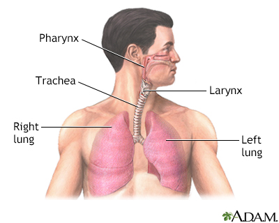 Normal lung anatomy