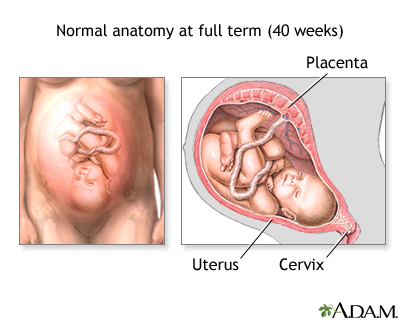 Normal Anatomy 1