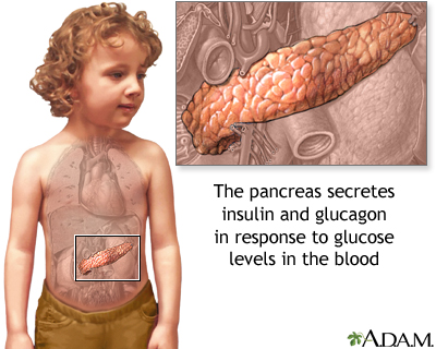 Pancreas