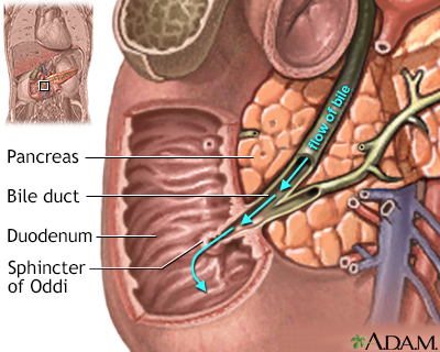 Normal anatomy