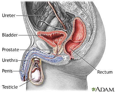 Male urinary sagittal section