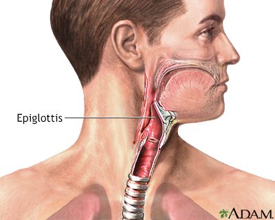 Epiglottis