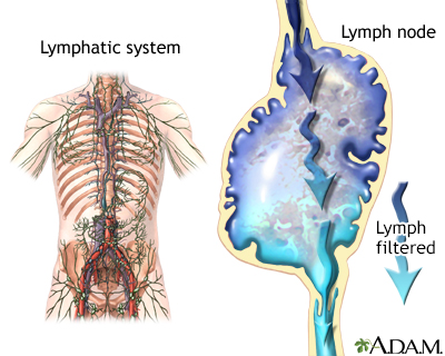 Lymphatic system