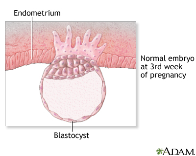 3 Week Old Fetus