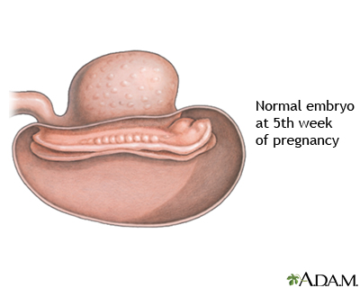 5 Week Old Fetus