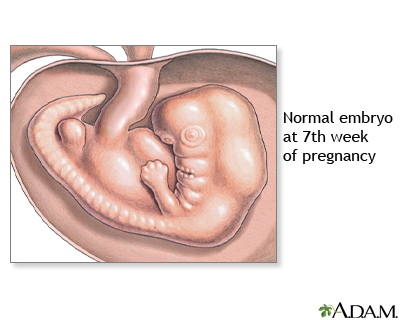 7 Week Old Fetus