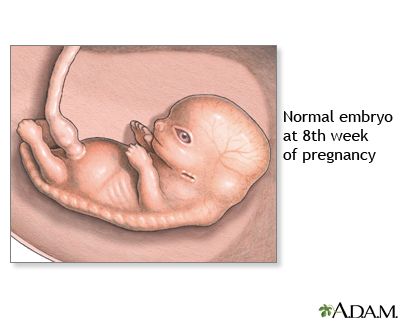 8 Week Old Fetus
