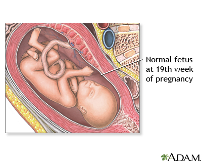 19 Week Old Fetus