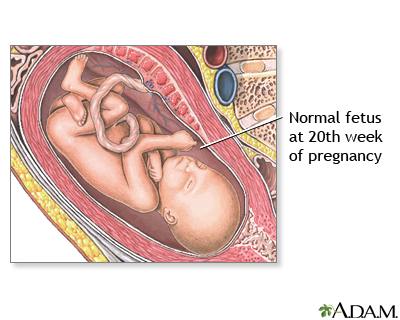 20 Week Old Fetus