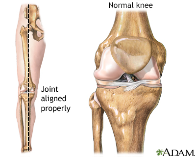 Normal anatomy