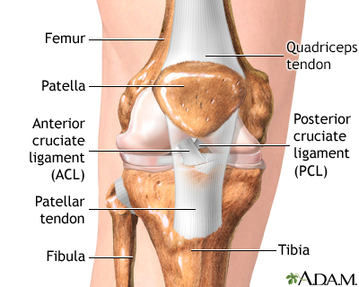 Normal anatomy