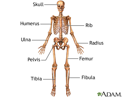 Anterior skeletal anatomy