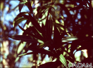 Oleander (Nerium oleander)