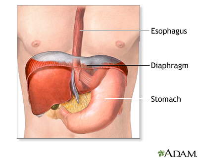 Normal anatomy