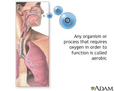 Aerobic organisms