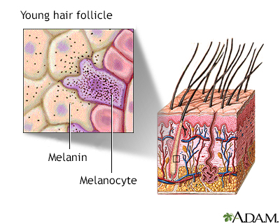 Hair follicle of young person