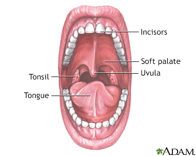 Mouth anatomy