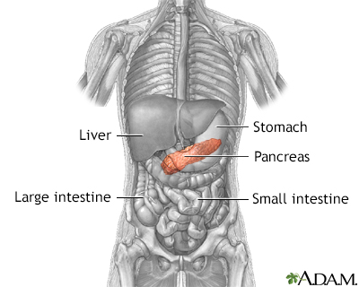 Pancreas