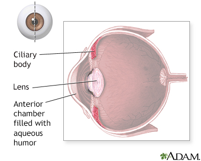 Ciliary body