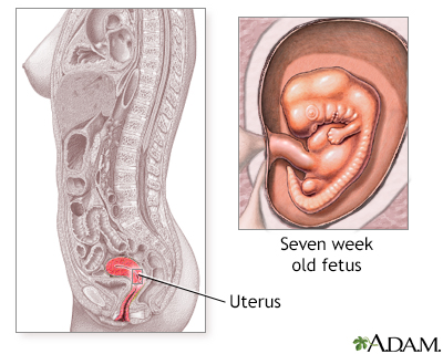 Early weeks of pregnancy