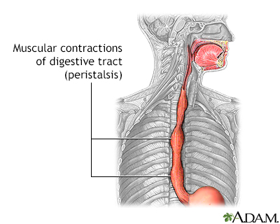 Peristalsis