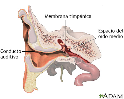 Anatomía normal