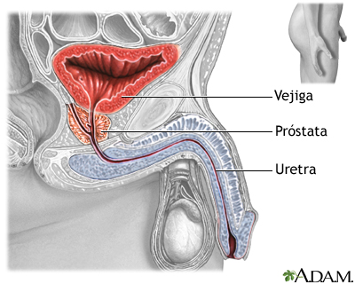 Anatomía normal