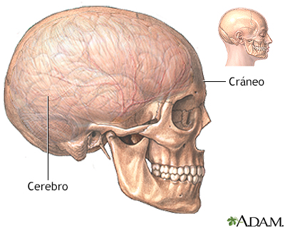 Anatomía normal