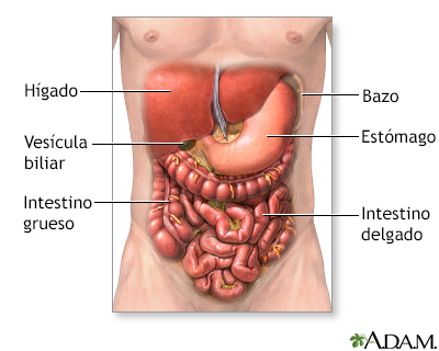 Anatomía normal