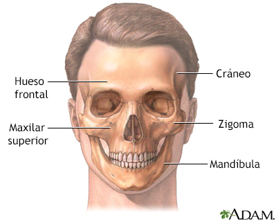 Anatomía normal