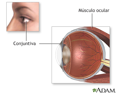 Anatomía normal