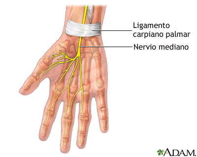 Anatomía normal