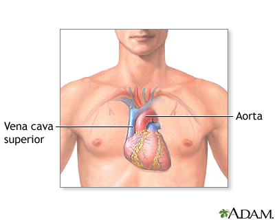 Anatomía normal