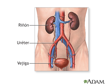 Anatomía normal