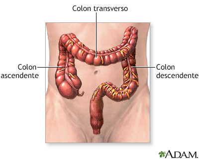 Anatomía normal