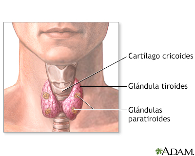 Paratiroidectomía - anatomía normal