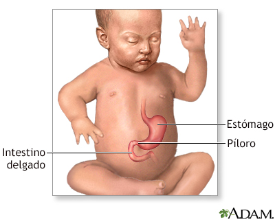 Anatomía normal