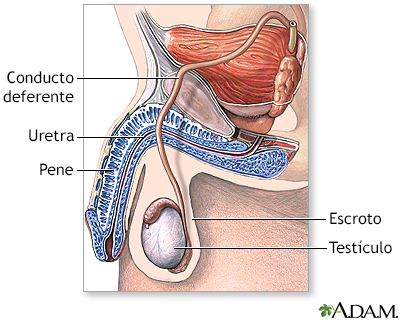 Anatomía normal